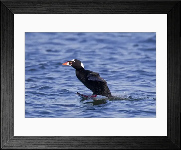 Framed Print : Surf Scoter - male / drake - February - Barnegat Light - NJ - USA Framed Print : Surf Scoter - male / drake - February - Barnegat Light - NJ - USA