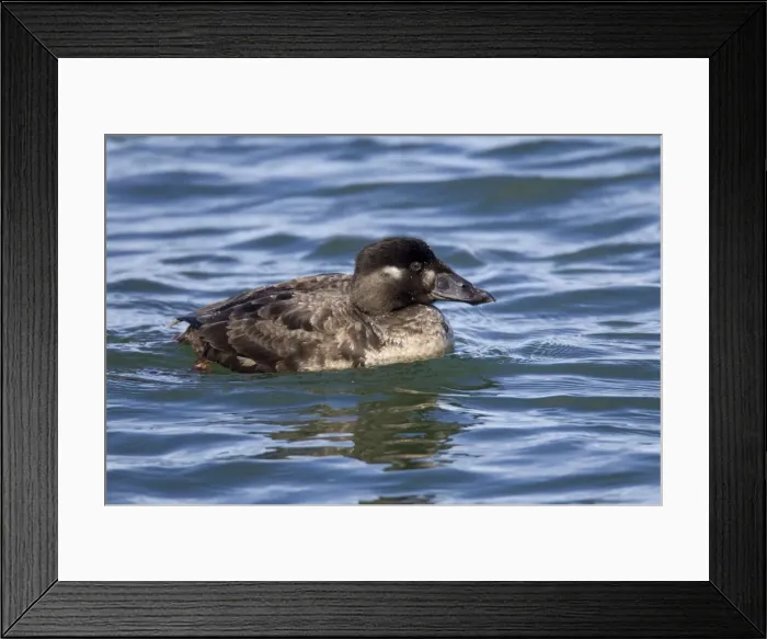 Framed Print : Surf Scoter - female  /  hen - February at Barnegat Light - NJ - USA