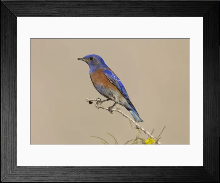 Framed Print : Western Bluebird - adult male - Southeast Arizona in March - USA Framed Print : Western Bluebird - adult male - Southeast Arizona in March - USA
