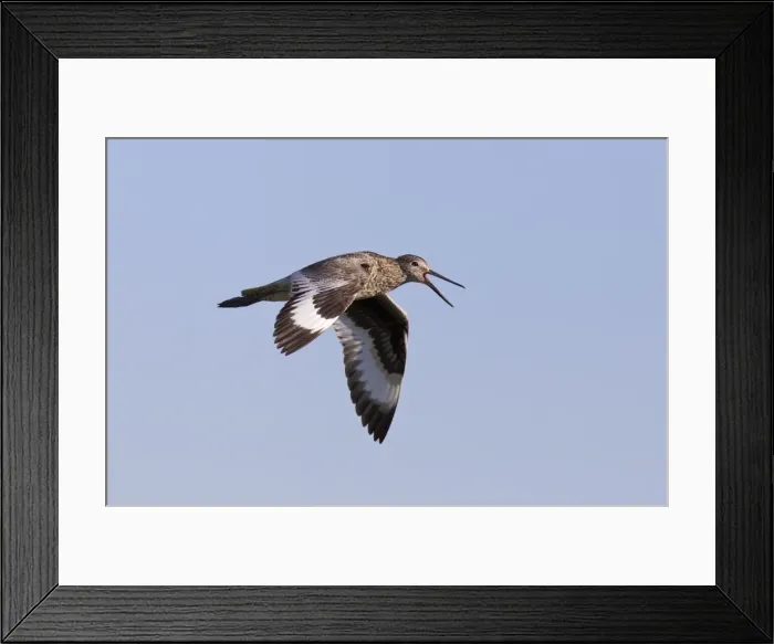 Framed Print : Willet - adult calling in flight - July in Wyoming - USA Framed Print : Willet - adult calling in flight - July in Wyoming - USA