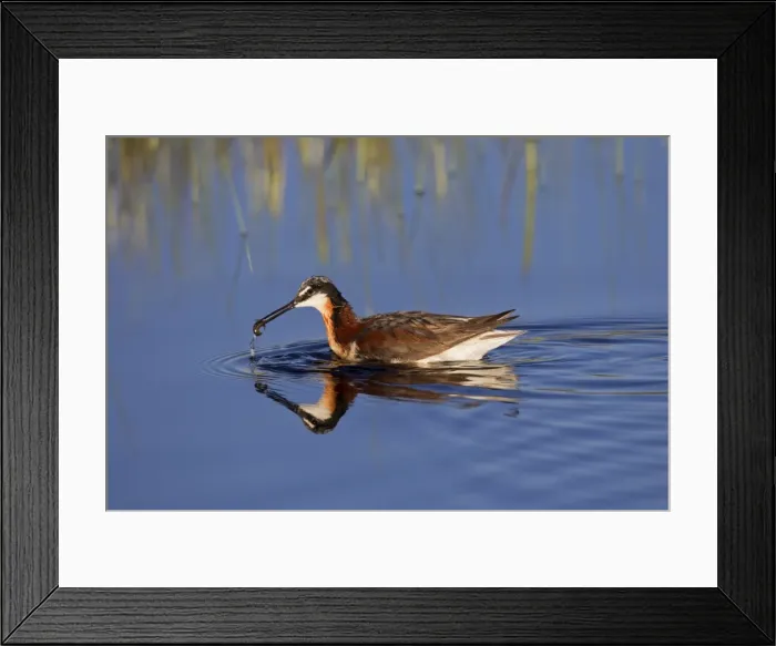 Framed Print : Wilson's Phalarope - adult female with food in beak - July in Wyoiming - USA