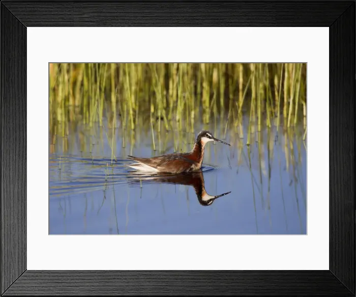 Framed Print : Wilson's Phalarope - adult female - July in Wyoiming - USA Framed Print : Wilson's Phalarope - adult female - July in Wyoiming - USA