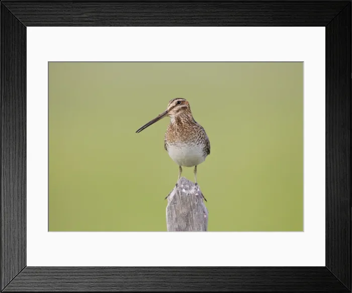 Framed Print : Wilson's Snipe - on breeding territory - Wyoming - July - USA Framed Print : Wilson's Snipe - on breeding territory - Wyoming - July - USA