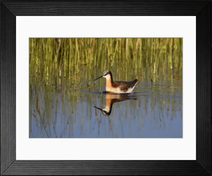 Framed Print : Wilson's Phalarope - adult female - July in Wyoiming - USA Framed Print : Wilson's Phalarope - adult female - July in Wyoiming - USA