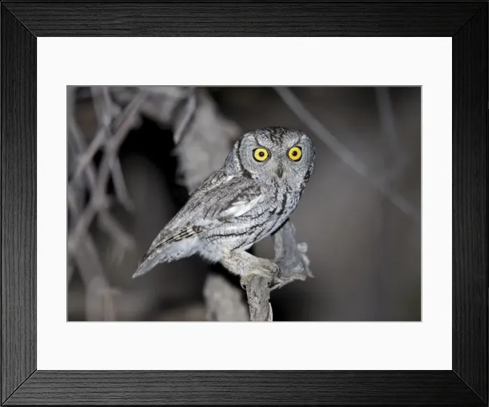 Framed Print : Western Screech Owl - Southeast Arizona - USA in March Framed Print : Western Screech Owl - Southeast Arizona - USA in March