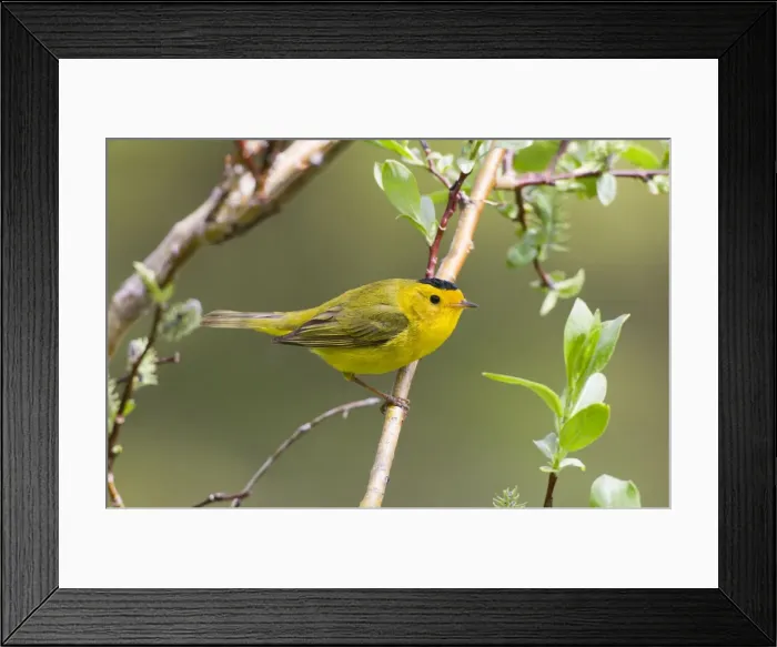 Framed Print : Wilson's Warbler - adult male on breeding territory in the Snowy Range - Wyoming in July - USA Framed Print : Wilson's Warbler - adult male on breeding territory in the Snowy Range - Wyoming in July - USA
