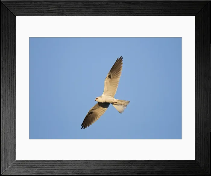 Framed Print : White-tailed Kite / Black-shouldered Kite - in flight - August - Connecticut - USA Framed Print : White-tailed Kite / Black-shouldered Kite - in flight - August - Connecticut - USA
