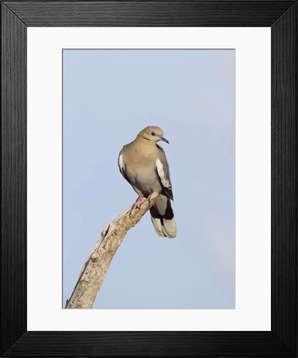 Framed Print : White-winged Collared Dove - southeast Arizona in March - USA Framed Print : White-winged Collared Dove - southeast Arizona in March - USA