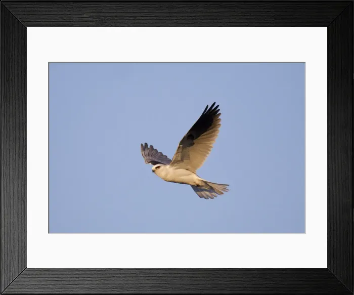 Framed Print : White-tailed Kite / Black-shouldered Kite - in flight - August - Connecticut - USA Framed Print : White-tailed Kite / Black-shouldered Kite - in flight - August - Connecticut - USA