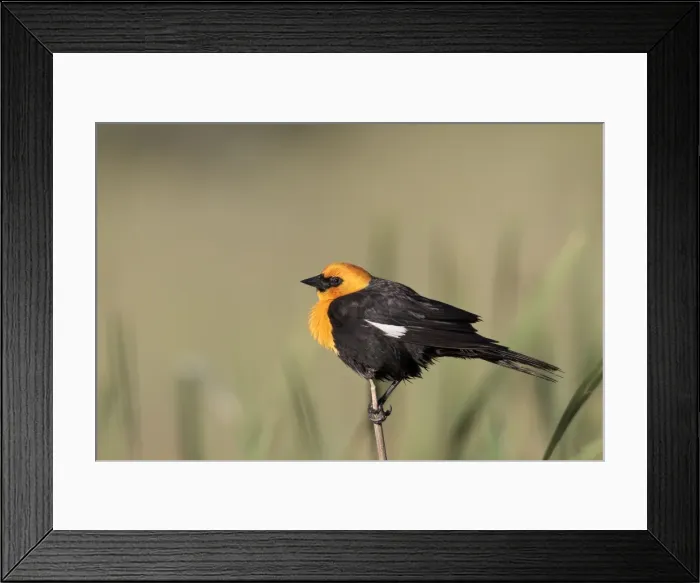 Framed Print : Yellow-headed Blackbird - adult male in breeding plumage in July - Colorado - USA Framed Print : Yellow-headed Blackbird - adult male in breeding plumage in July - Colorado - USA