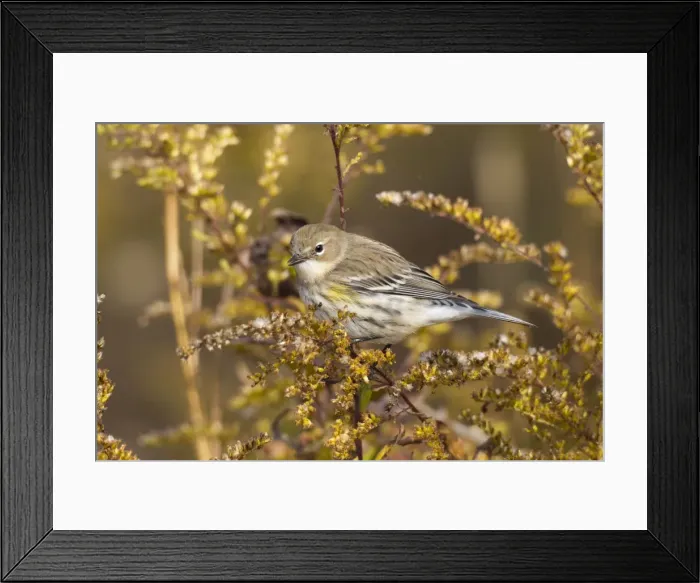 Framed Print : Yellow-rumped Warbler - autumn plumage during fall migration - October in Connecticut - USA Framed Print : Yellow-rumped Warbler - autumn plumage during fall migration - October in Connecticut - USA