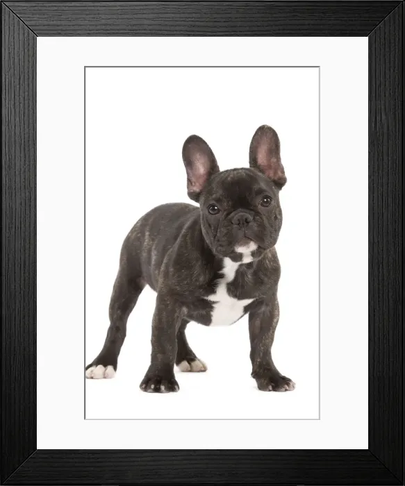 Framed Print : Dog - French Bulldog in studio Framed Print : Dog - French Bulldog in studio