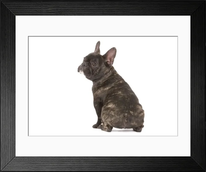 Framed Print : Dog - French Bulldog in studio Framed Print : Dog - French Bulldog in studio