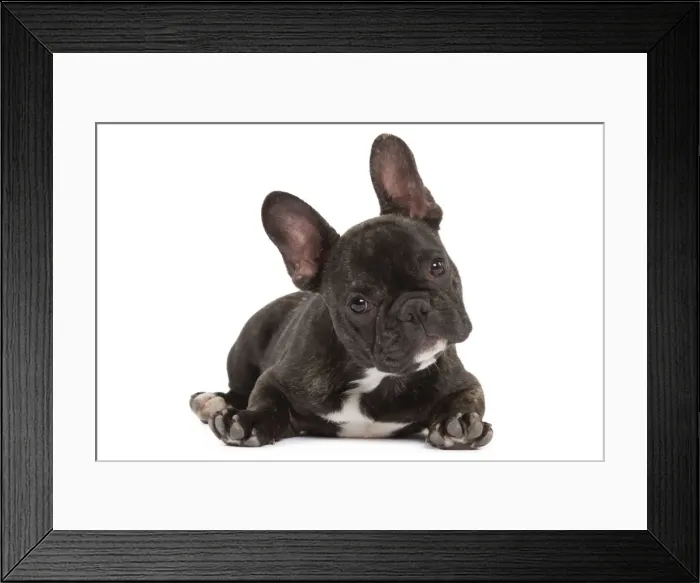Framed Print : Dog - French Bulldog in studio Framed Print : Dog - French Bulldog in studio