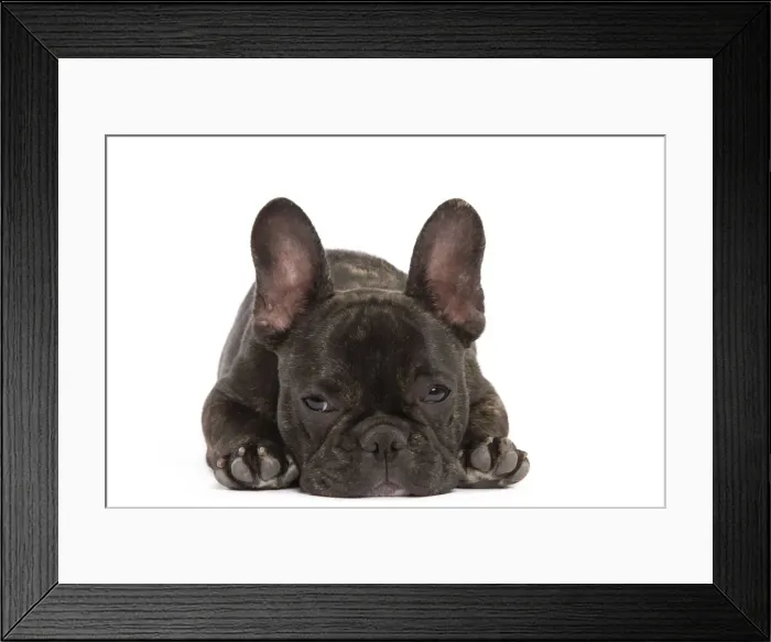 Framed Print : Dog - French Bulldog in studio Framed Print : Dog - French Bulldog in studio