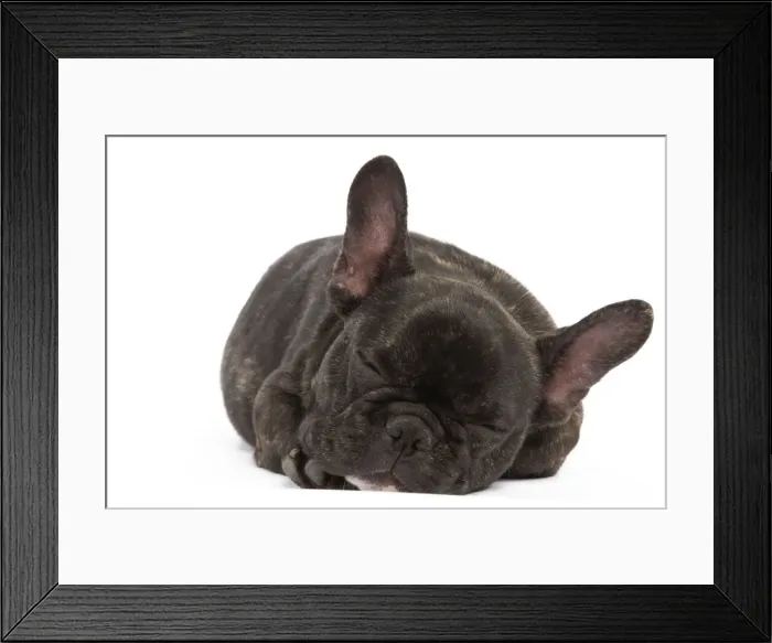 Framed Print : Dog - French Bulldog in studio Framed Print : Dog - French Bulldog in studio