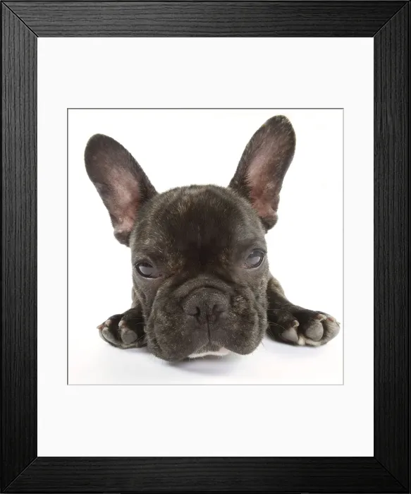 Framed Print : Dog - French Bulldog in studio Framed Print : Dog - French Bulldog in studio