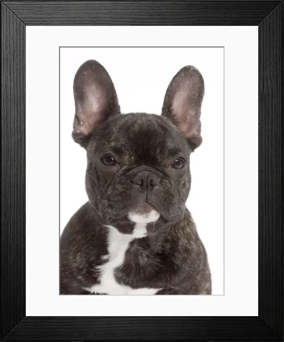 Framed Print : Dog - French Bulldog in studio Framed Print : Dog - French Bulldog in studio