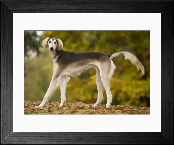 Framed Print : Dog - Saluki Framed Print : Dog - Saluki