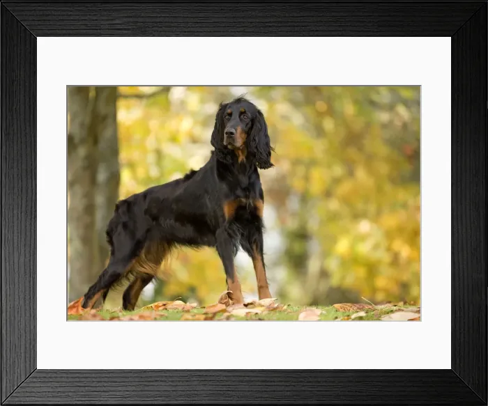 Framed Print : Dog - Gordon Setter Framed Print : Dog - Gordon Setter