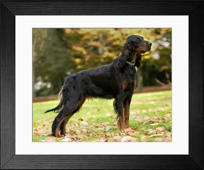 Framed Print : Dog - Gordon Setter Framed Print : Dog - Gordon Setter
