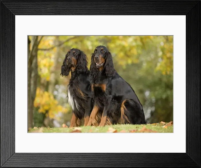 Framed Print : Dog - Gordon Setters Framed Print : Dog - Gordon Setters