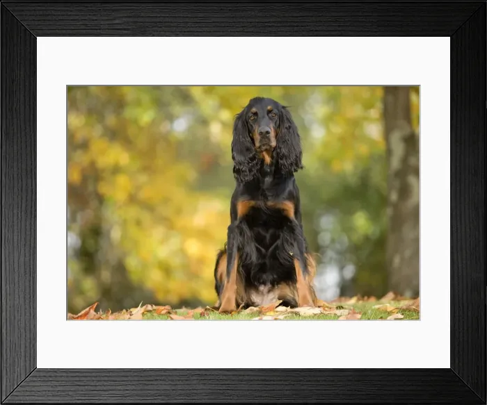 Framed Print : Dog - Gordon Setter Framed Print : Dog - Gordon Setter