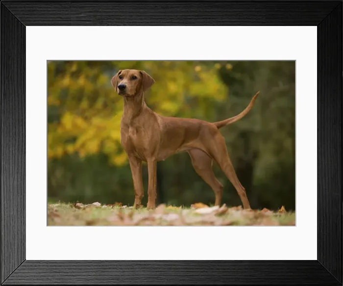 Framed Print : Dog - German Pinscher Framed Print : Dog - German Pinscher