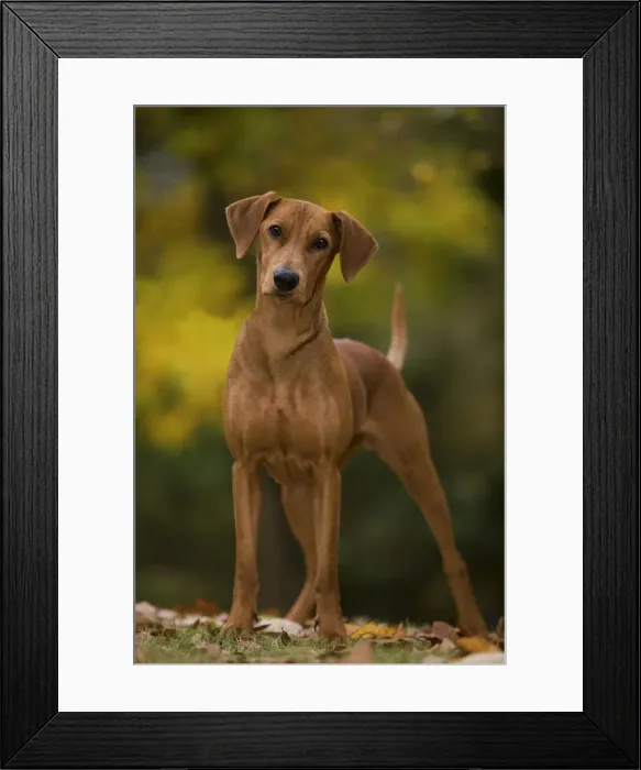 Framed Print : Dog - German Pinscher