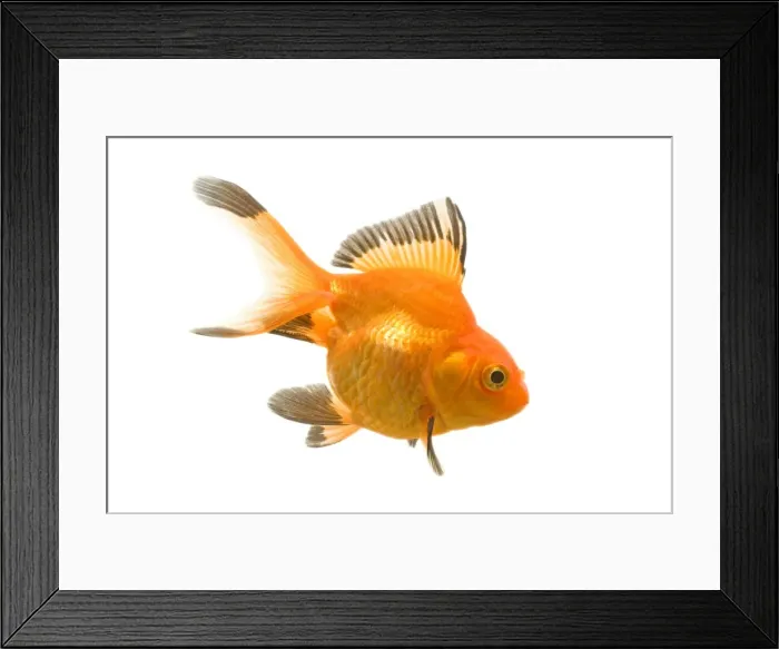 Framed Print : Goldfish - studio shot Framed Print : Goldfish - studio shot