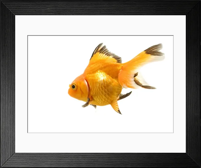 Framed Print : Goldfish - studio shot