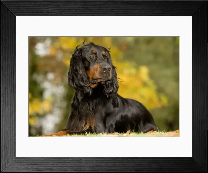 Framed Print : Dog - Gordon Setter Framed Print : Dog - Gordon Setter