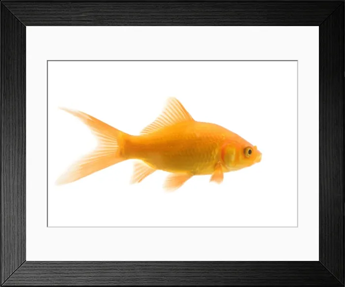 Framed Print : Goldfish - studio shot Framed Print : Goldfish - studio shot