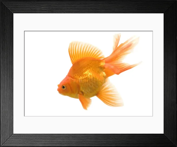 Framed Print : Goldfish - studio shot Framed Print : Goldfish - studio shot