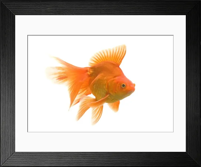 Framed Print : Goldfish - studio shot Framed Print : Goldfish - studio shot