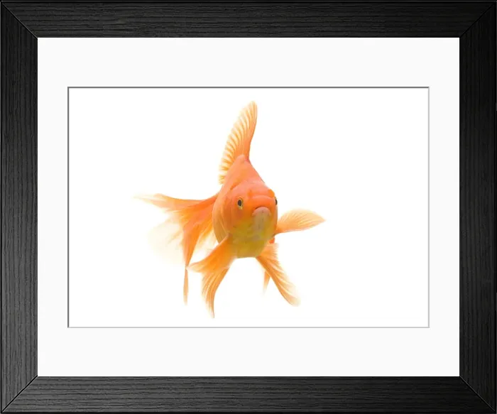Framed Print : Goldfish - studio shot Framed Print : Goldfish - studio shot