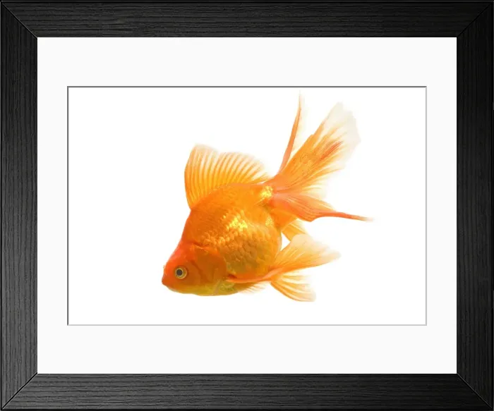 Framed Print : Goldfish - studio shot Framed Print : Goldfish - studio shot