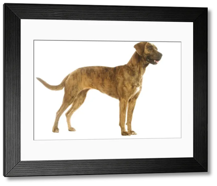 Framed Print : Dog - Cao de Fila de Sao Miguel / Azores Cattle Dog / Azoren Cattle Dog - in studio Framed Print : Dog - Cao de Fila de Sao Miguel / Azores Cattle Dog / Azoren Cattle Dog - in studio