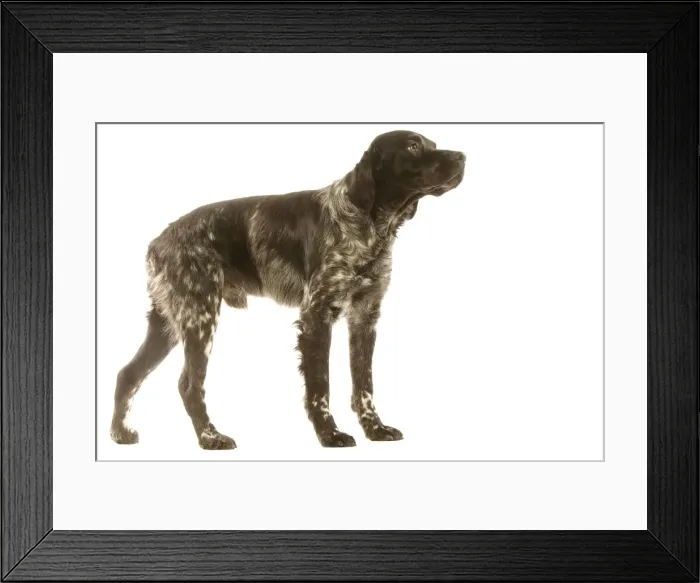 Framed Print : Dog - Brittany / Epagneul Breton 20 month old in studio Framed Print : Dog - Brittany / Epagneul Breton 20 month old in studio