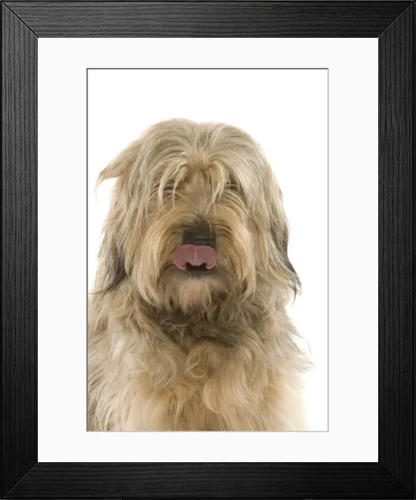 Framed Print : Dog - Catalan Sheepdog in studio Framed Print : Dog - Catalan Sheepdog in studio