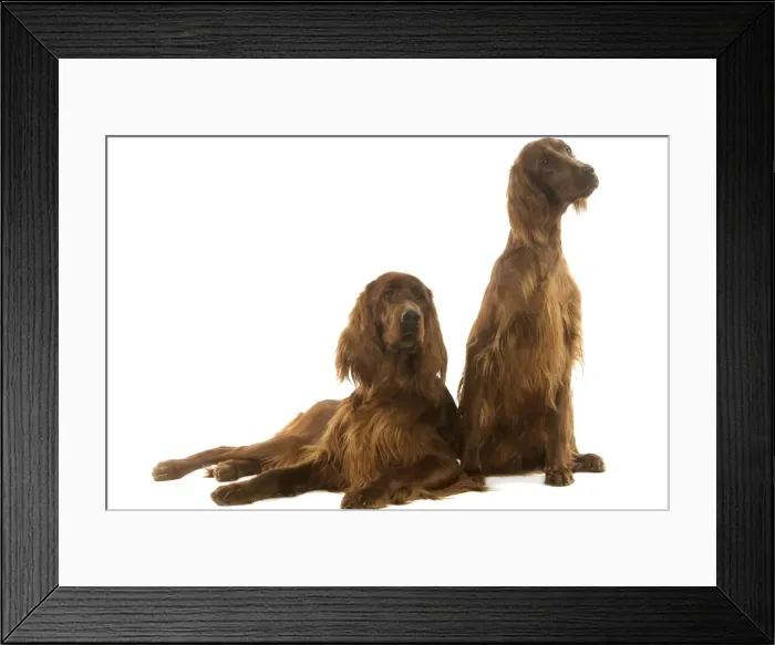 Framed Print : Dog - Irish / Red Setters in studio Framed Print : Dog - Irish / Red Setters in studio