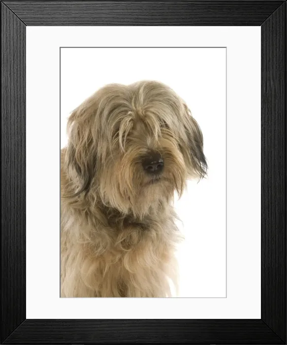 Framed Print : Dog - Catalan Sheepdog in studio Framed Print : Dog - Catalan Sheepdog in studio