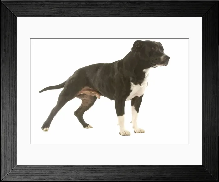 Framed Print : Dog - American staffordshire terrier in studio Framed Print : Dog - American staffordshire terrier in studio