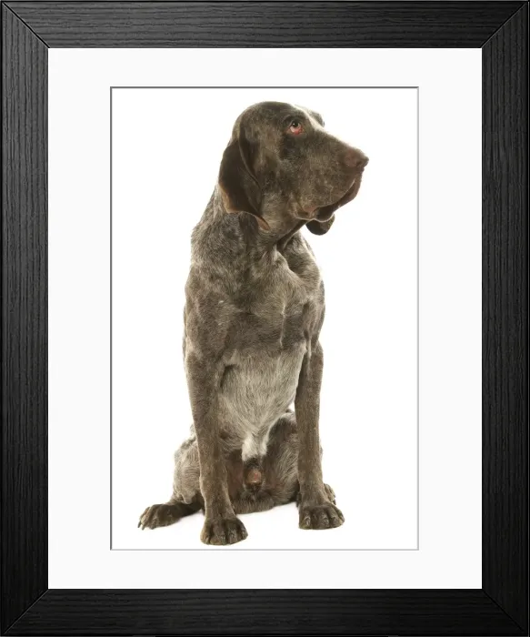 Framed Print : Dog - Burgos Pointer / Perdiguero de Burgos in studio Framed Print : Dog - Burgos Pointer / Perdiguero de Burgos in studio