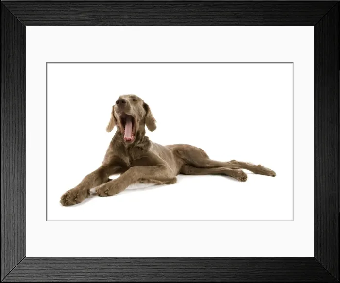 Framed Print : Dog - Weimaraner - puppy. Also know as Weimaraner Vorstehhund or Braque de Weimar (French) Framed Print : Dog - Weimaraner - puppy. Also know as Weimaraner Vorstehhund or Braque de Weimar (French)