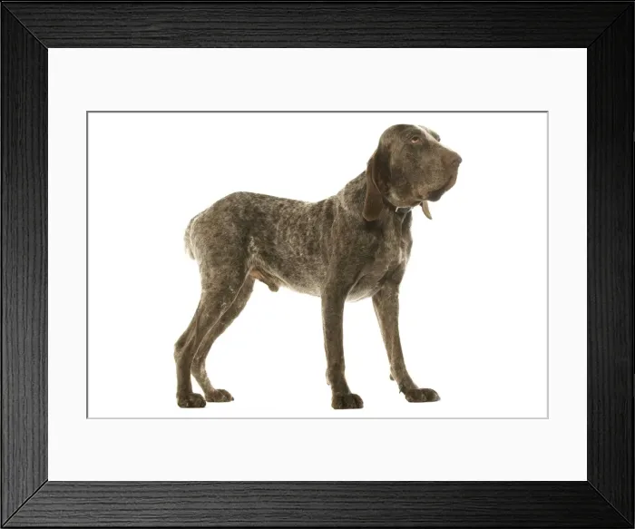 Framed Print : Dog - Burgos Pointer / Perdiguero de Burgos in studio Framed Print : Dog - Burgos Pointer / Perdiguero de Burgos in studio