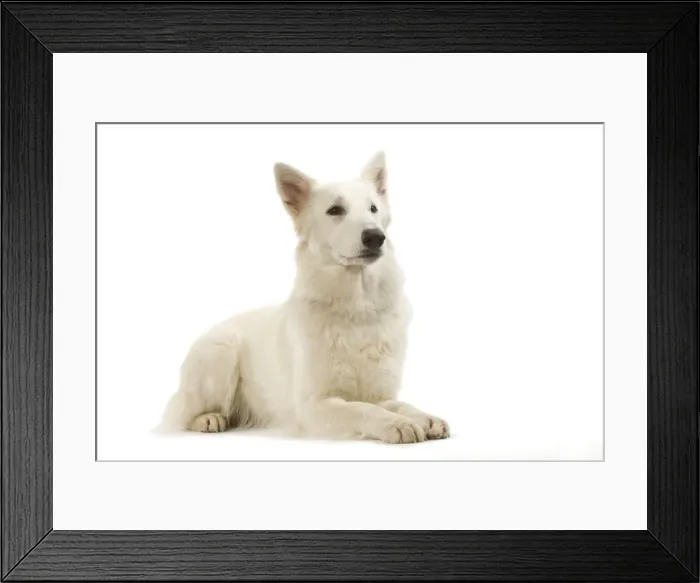 Framed Print : Dog - White Shepherd / Berger blanc in studio Framed Print : Dog - White Shepherd / Berger blanc in studio