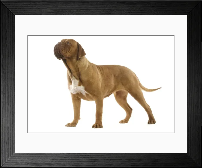 Framed Print : DOG. Dogue de bordeaux in studio Framed Print : DOG. Dogue de bordeaux in studio