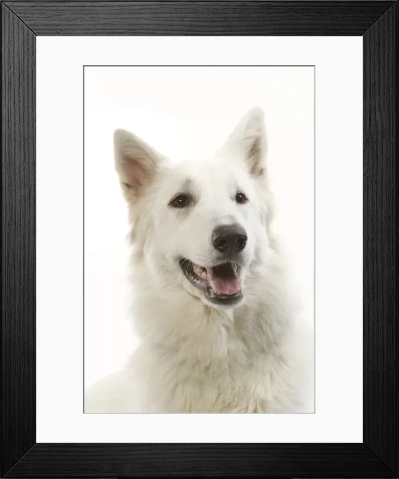 Framed Print : Dog - White Shepherd / Berger blanc in studio Framed Print : Dog - White Shepherd / Berger blanc in studio