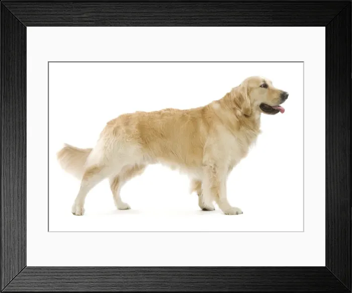 Framed Print : Dog - Golden Retriever in studio Framed Print : Dog - Golden Retriever in studio